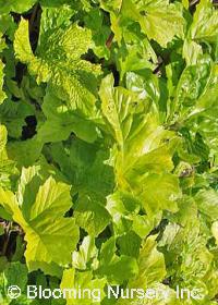 Acanthus mollis 'Hollard's Gold'